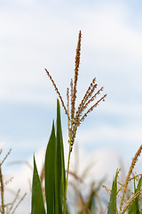 Image showing Corn crop flowers in close shot