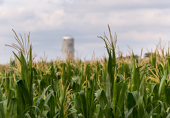 Image showing Corn crop flowers with silo in distance