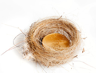 Image showing Isolated birds nest with gold coin