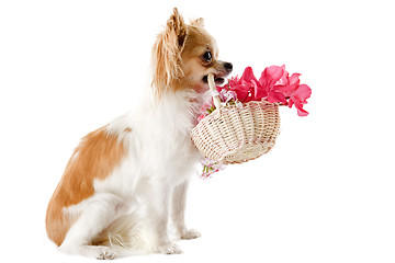 Image showing chihuahua and flowers