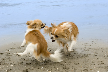 Image showing chihuahuas on the beach