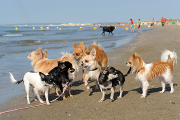 Image showing chihuahuas on the beach