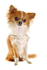 Image showing chihuahua with pearl collar