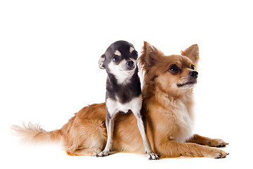 Image showing two chihuahuas