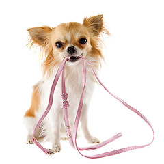 Image showing chihuahua and leash