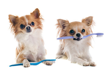 Image showing chihuahuas and toothbrush 