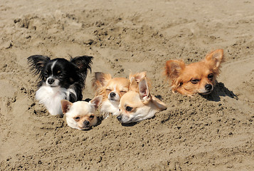 Image showing chihuahuas in the sand