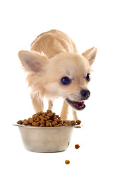 Image showing puppy chihuahua and food bowl