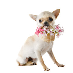 Image showing puppy chihuahua and flowers