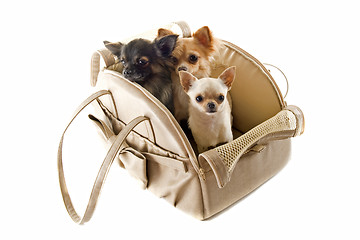 Image showing travel bag and chihuahuas