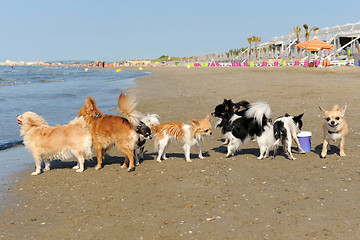 Image showing chihuahuas on the beach