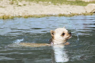 Image showing puppy chihuahua in the river