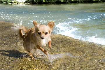 Image showing puppy chihuahua in the river