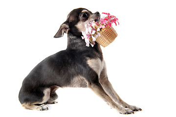 Image showing chihuahua and flowers