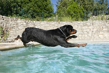 Image showing plunging rottweiler