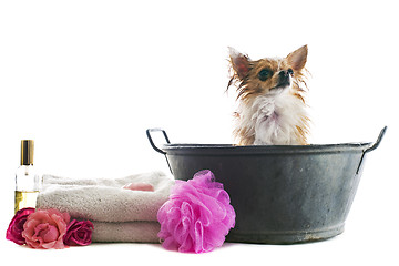 Image showing bath for chihuahua