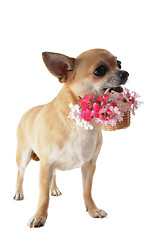 Image showing puppy chihuahua and flower