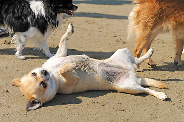 Image showing chihuahua on the beach