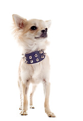 Image showing chihuahua with studded collar