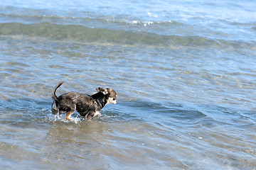 Image showing chihuahua on the beach