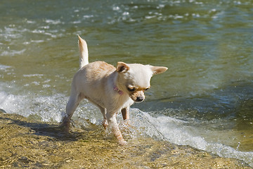 Image showing puppy chihuahua in the river