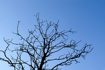 Image showing Dry tree branches on background of blue sky 