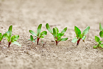 Image showing Beet sprouts in the garden on a bed