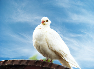 Image showing White dove