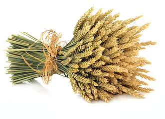 Image showing Wheat 