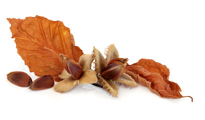 Image showing Beech Nuts