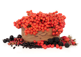 Image showing Wild Autumn Berry Fruit