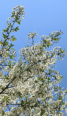 Image showing cherry blossom