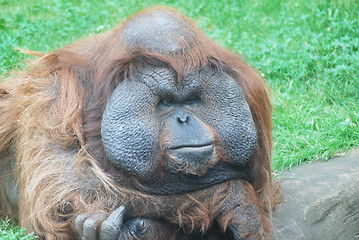 Image showing close-up of a huge male orangutan 