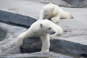 Image showing Two white bear cub lying on stones  