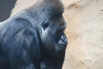 Image showing close-up of a big black hairy gorilla 