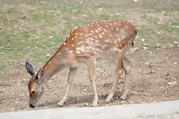 Image showing whitetail deer fawn close up, wildlife