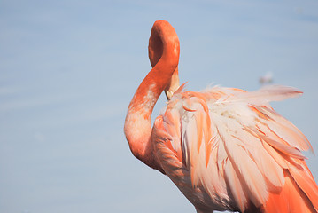 Image showing close up  of a beautiful pink flamingo, tropical bird