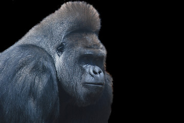 Image showing close up of a big black hairy gorilla isolated on black