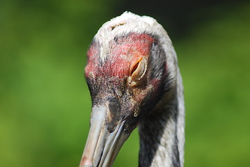 Image showing close up of  the head and eye of  a sandhill crane 