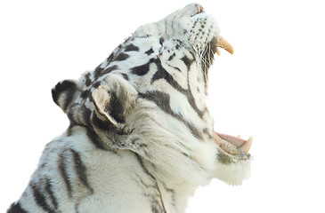Image showing rare white tiger  with open mouth isolated on white