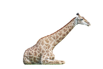 Image showing  lying  big spotty giraffe isolated on white