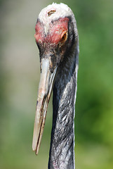 Image showing close up of  the head and eye of  a sandhill crane 