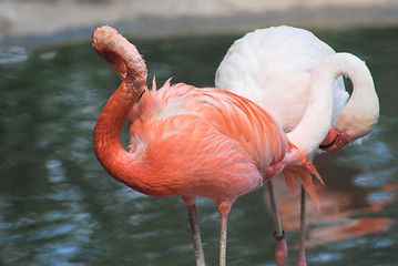 Image showing close up  of a beautiful pink flamingo, tropical bird