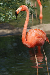 Image showing close up  of a beautiful pink flamingo, tropical bird