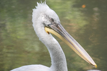 Image showing close up of  white pelican, pelecanus occidentalis