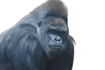 Image showing close up of a big black hairy gorilla isolated on white