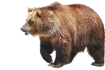 Image showing The brown bear close up isolated on white, wild life