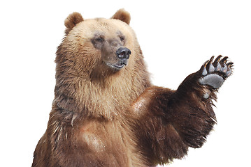Image showing The brown bear welcomes with a paw isolated on white