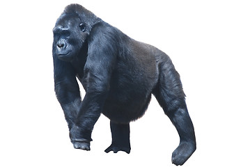 Image showing close up of a big black hairy gorilla isolated on white