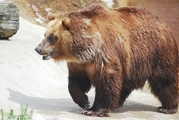 Image showing The brown bear close up, wild life 